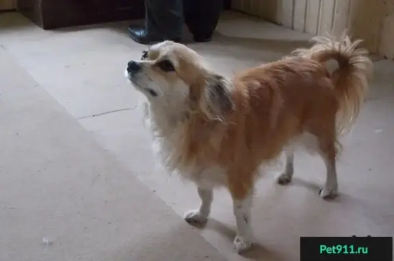 Пропала собака в поселке Еленинка, Ленинский район, Магнитогорск