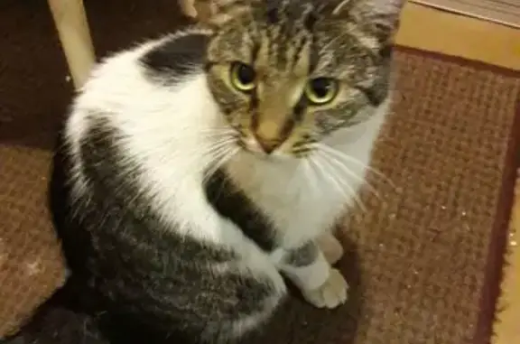 Найдена домашняя кошка в Калининском районе, ищет новый дом