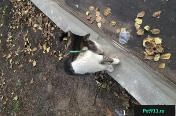 Пропала кошка в Москве, район Сокольников