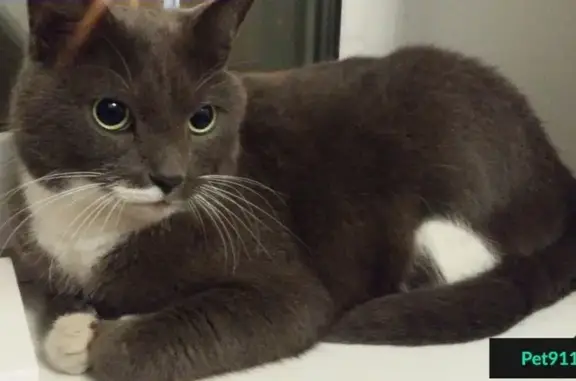 Найдена кошка на Поклонке, ближе к метро 