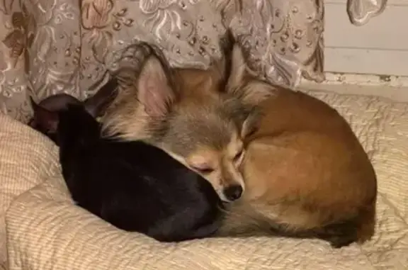 Собаки потеряшки, Горбачево, фото: Потеряшка Чихуа-хуа в посёлке Советский, Тульская область