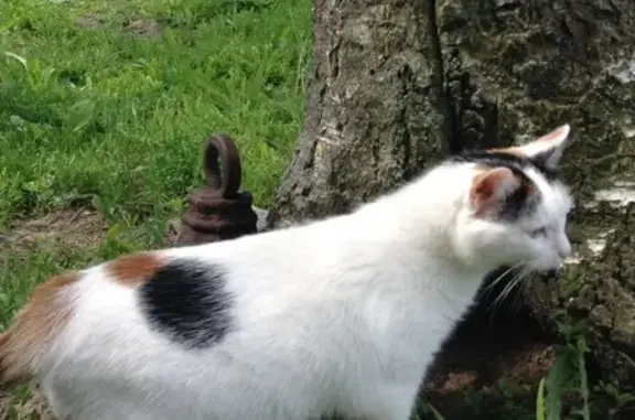 Пропала кошка в Южном Бутово, Москва - вознаграждение за информацию