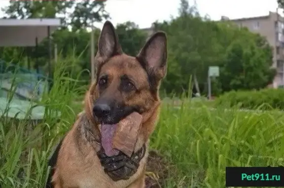 Пропала собака в Уфе, Нижегородка