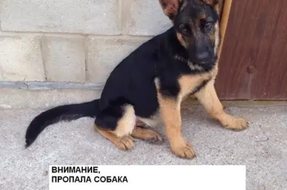 Пропала собака на ул. Брестская, Вознаграждение ГАРАНТИРУЕМ!