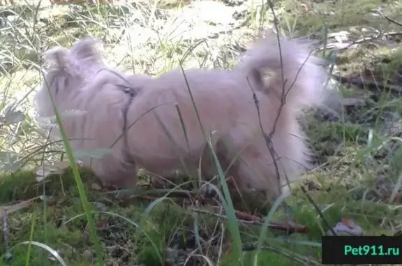 Собаки потеряшки, деревня Губино, фото: Потеряшка собака в Томской обл., с. Губино в кедраче