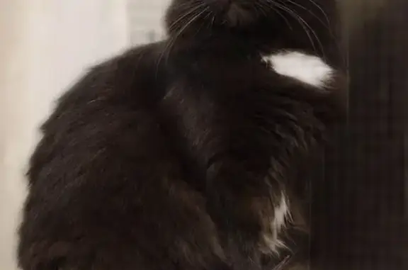 Пропала черная кошка с белым пятном в Новом Покровском.
