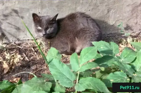 Найдена кошка в Канавинском районе, Нижний Новгород
