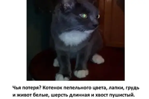 Найден котенок возле ДК Родина в Кирове