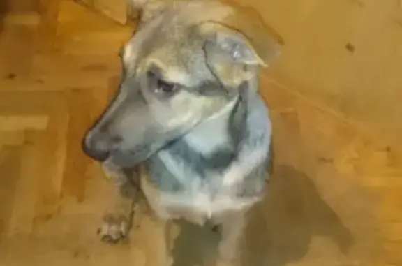 Найдена собака в Москве, район Южное Тушино.
