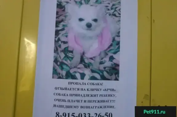 Пропала собака в Михнево, Московская область, вознаграждение гарантировано!