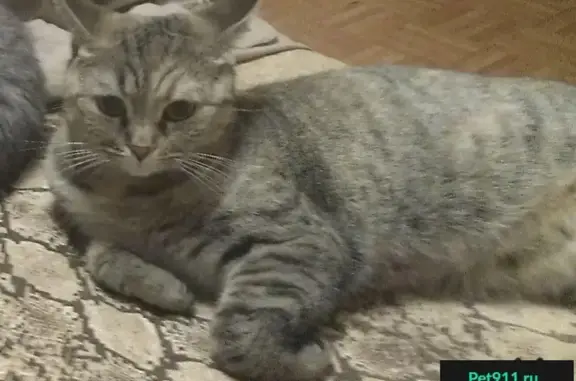 Пропала кошка на ул. Шота Рустевели 28 в Челябинске
