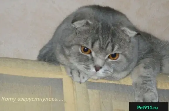 Пропал кот Бакс в Серпухове