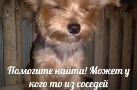 Пропала собака в Заводском р-не г. Саратов