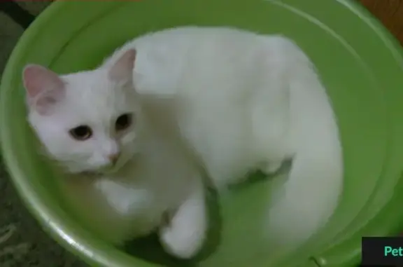Пропала кошка около магнита на пятилетке, ЧМР, Краснодар
