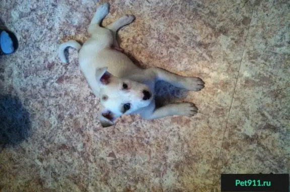 Найден щенок в Мытищах на Октябрьском проспекте