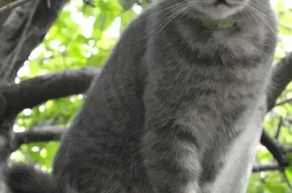 Найдена кошка с ошейником на Стрелецкой