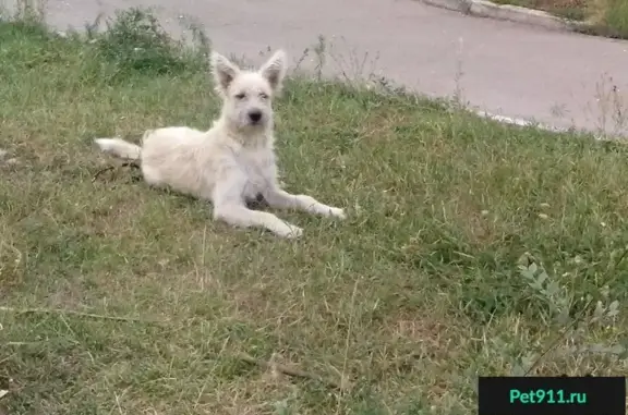 Найдена собака на проспекте Ленина, 96