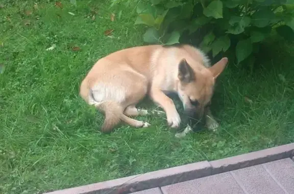 Собака ищет новый дом в СНТ Талаево.