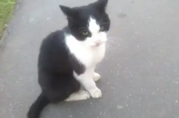 Найден черно-белый кот на перекрестке Тухачевского и Карбышева