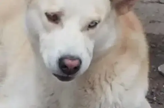 Найдена умная собака в Жуковском, ищет дом