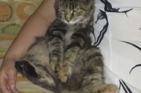 Пропала кошка Мелиса в Ворошиловском районе