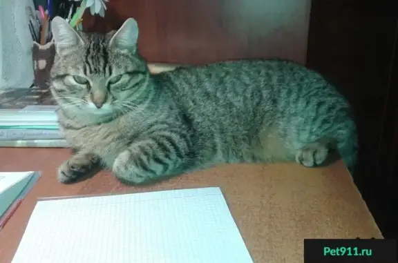 Пропал кот с ул. Щаденко 27 в Таганроге