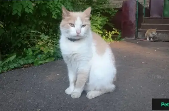 Найдена стерилизованная кошка на улице Комарова, 15