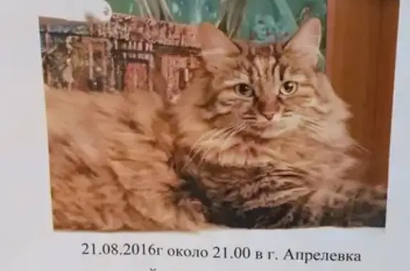 Пропала кошка на ул. Горького, д. 2 (вознаграждение)