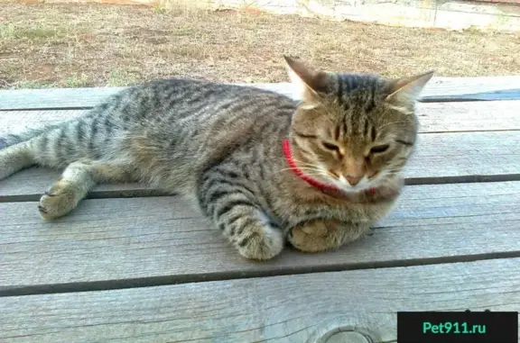 Кошки потеряшки, посёлок Ленина, фото: Потеряшка кот в ЖК Заречье, п. Ленина!