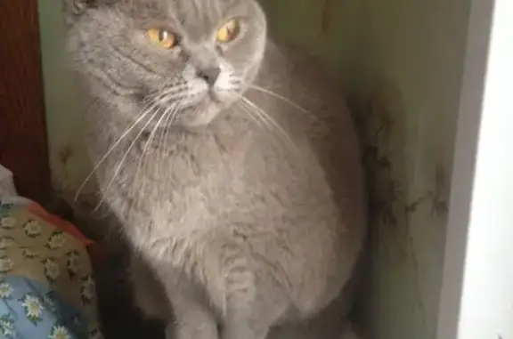 Найдена серая британская кошка на Никулинской улице