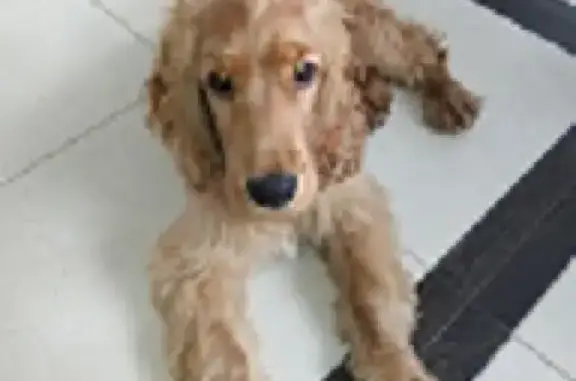 Найдена собака в Солнечногорском районе с ошейником.