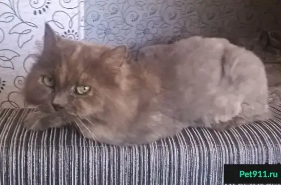 Найдена кошка в Мебельном поселке, Челябинск
