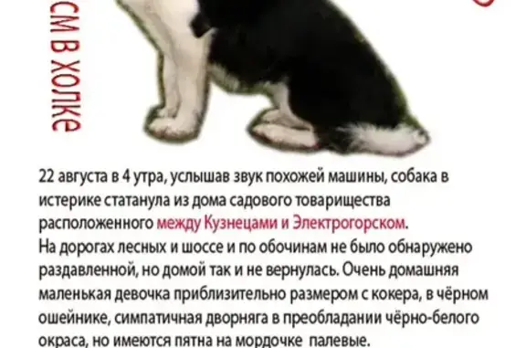 Пропала собака в Электрогорске-Кузнецах 22 августа в 4 утра
