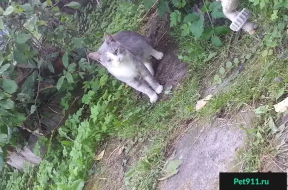 Найден породистый серый кот в Москве.