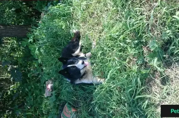 Пропала собака на Гагаринской в Щелково-3