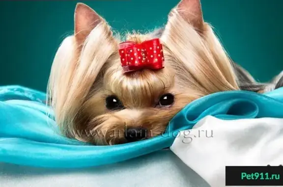 Собаки потеряшки, деревня Ольховка, фото: Потеряшка маленькая собачка в д. Ольховка, Свердловская область