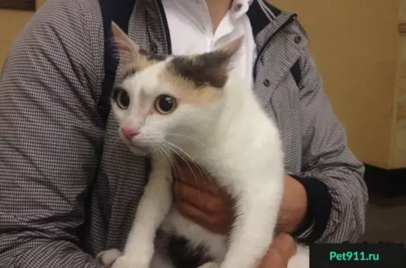 Потеряшка-кошка найдена у метро Курская