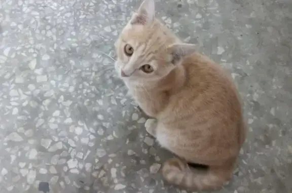 Найдена кошка в Казани с залом на хвосте