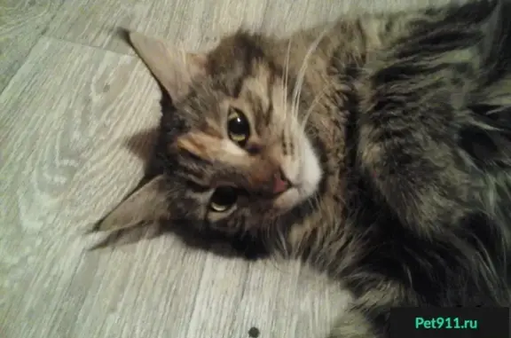 Пропала кошка на Новокузнечной, Краснодар