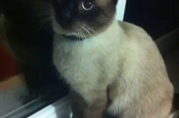 Найден Тайский кот в Пушкино, ищем хозяев!