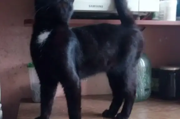 Найден кот в Краснокамске, ищем хозяев