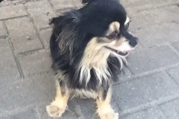 Пропала собака в Парке Воровского, Наро-Фоминск