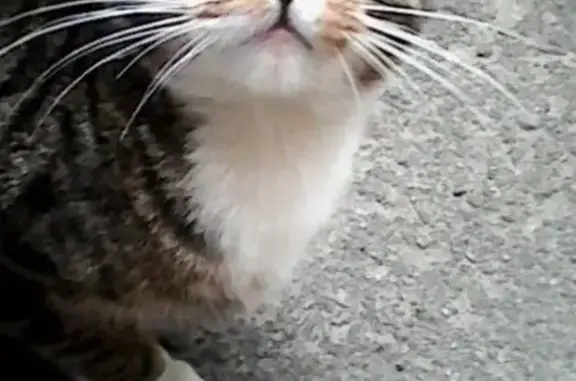 Найдена кошка Питер на бульваре Новаторов