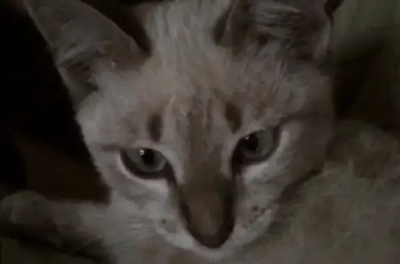 Найден тайский котенок в Липецке