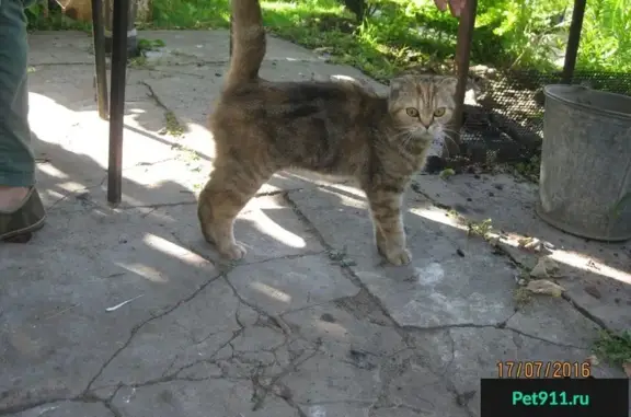 Найдена кошка в СНТ Полиграфист-2, р-н Березовой рощи