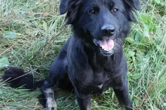 Найдена собака в Королёве, ул. Горького.
