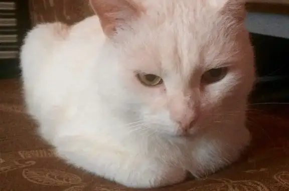 Найден белый котик на ул. Турку, д. 11 к 2