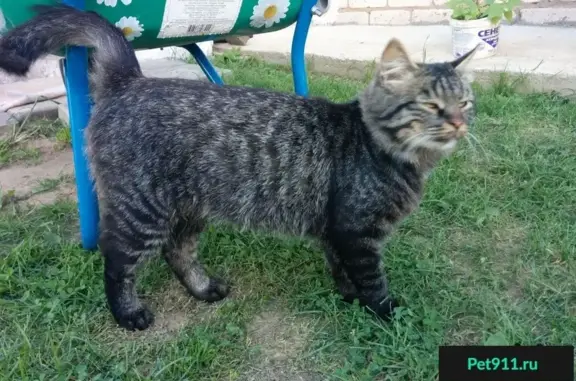 Найдена кошка, Работки, фото: Найдена кошка в селе Работки, отдам в хорошие руки