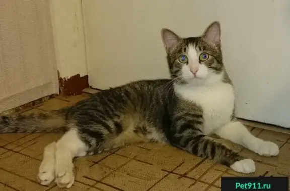 Найден домашний серый кот на ул. Хлебозаводской