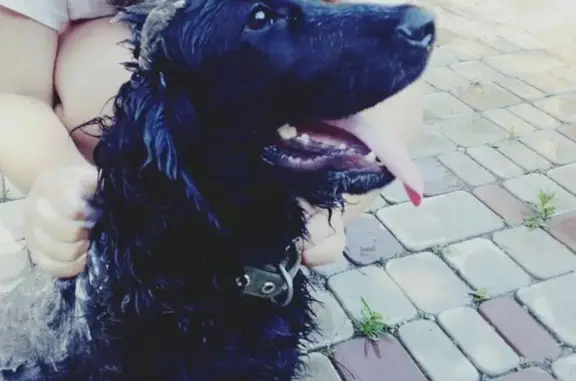 Пропала дружелюбная собака на ул. Российская, Краснодар